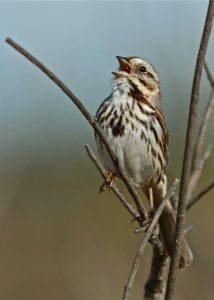 Song Sparrow by Dale Scott