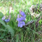 Early blue violet