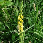 agrimony-_www.lancing-nature.bn15.net