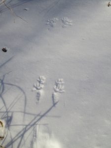 Squirrel tracks in snow