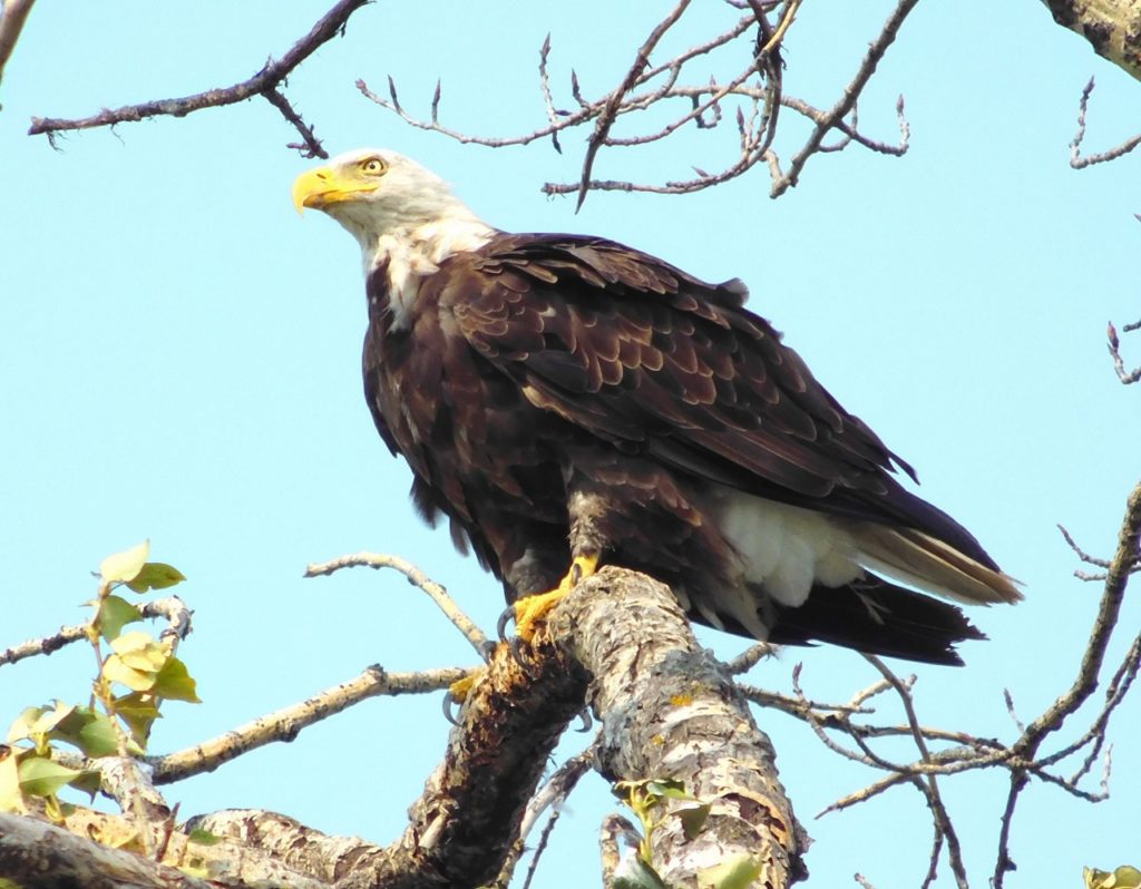 Bald Eagle at Saunders lake