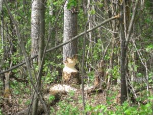 Poplar tree, a beaver's work-in-progress 