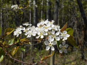 Blossoms and pollination