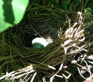 Bird's nest with four tiny blue eggs