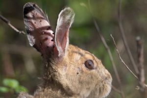 Rabbit with ticks