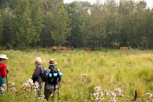 pasture with cows at the edge of the woods