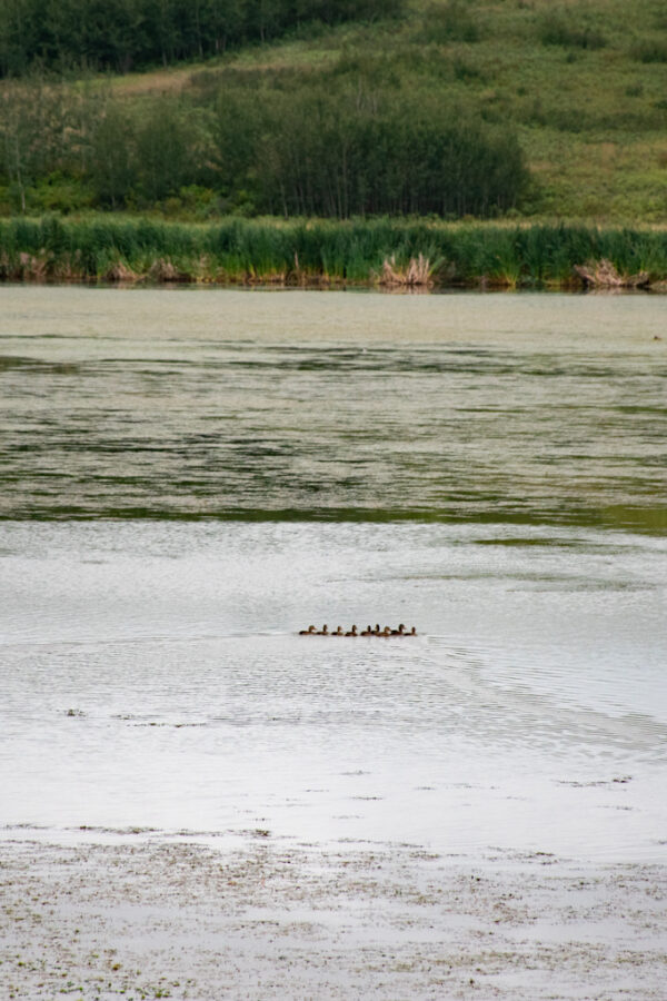 SaundersLakeNorth3 Waskahegan Trail Association