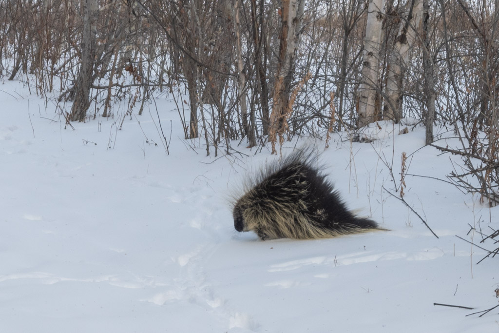 Porcupine at Miquelon Provincial Park