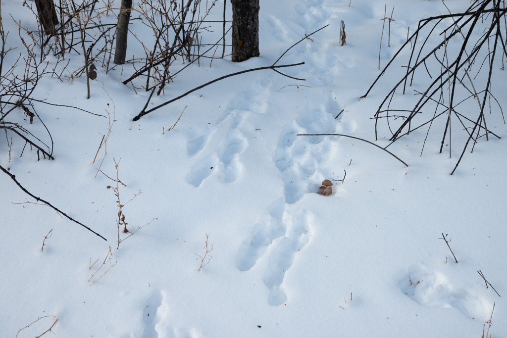 Porcupine tracks at Miquelon Provincial Park