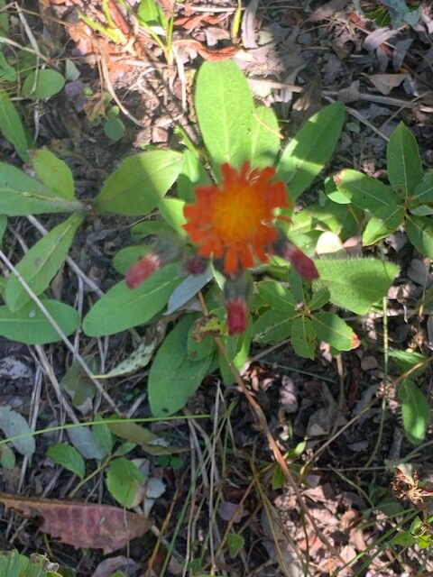 hawkweed